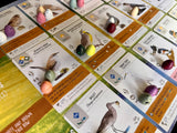 Stonemaier Games: Wingspan Speckled Eggs | Add to Wingspan (Base Game or Asia) | Enhance Your Wingspan Gameplay | 100 Speckled Eggs